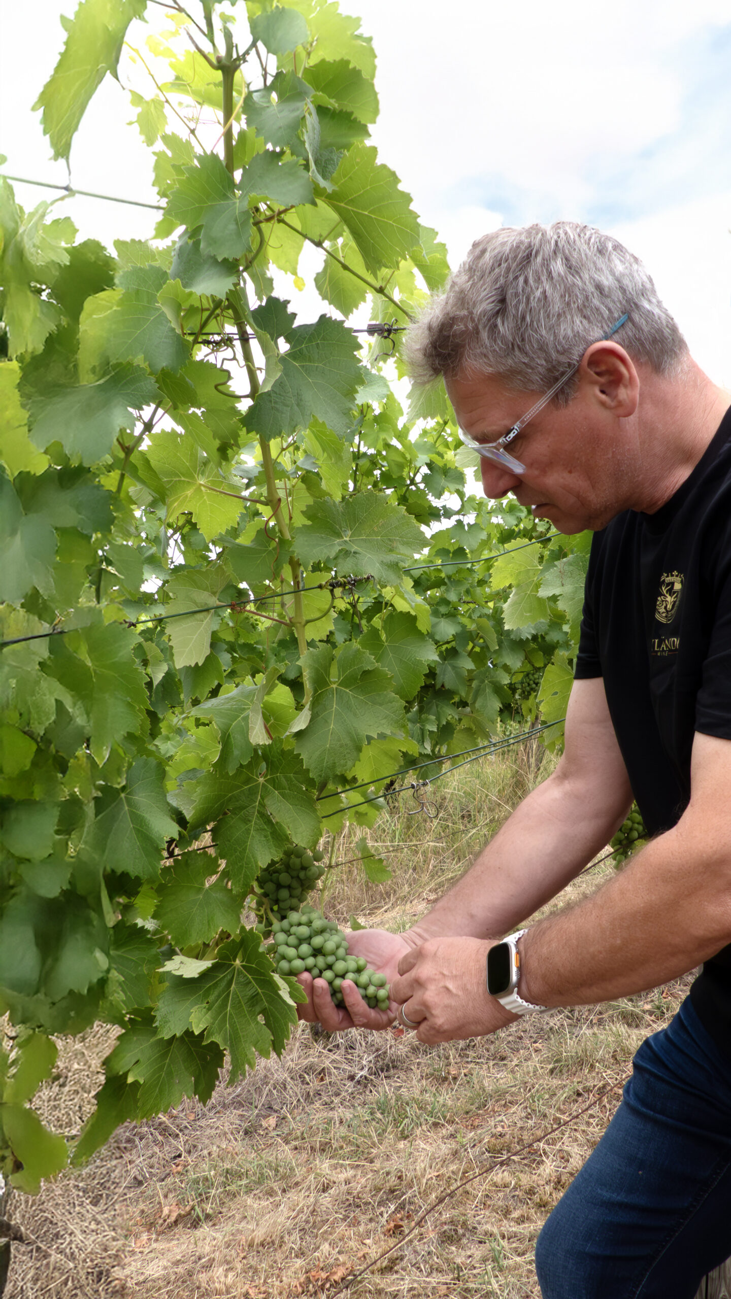 Bernd, scelto a mano, sta ispezionando le vigne.
